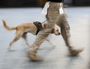 House weighing service dogs for veterans bill